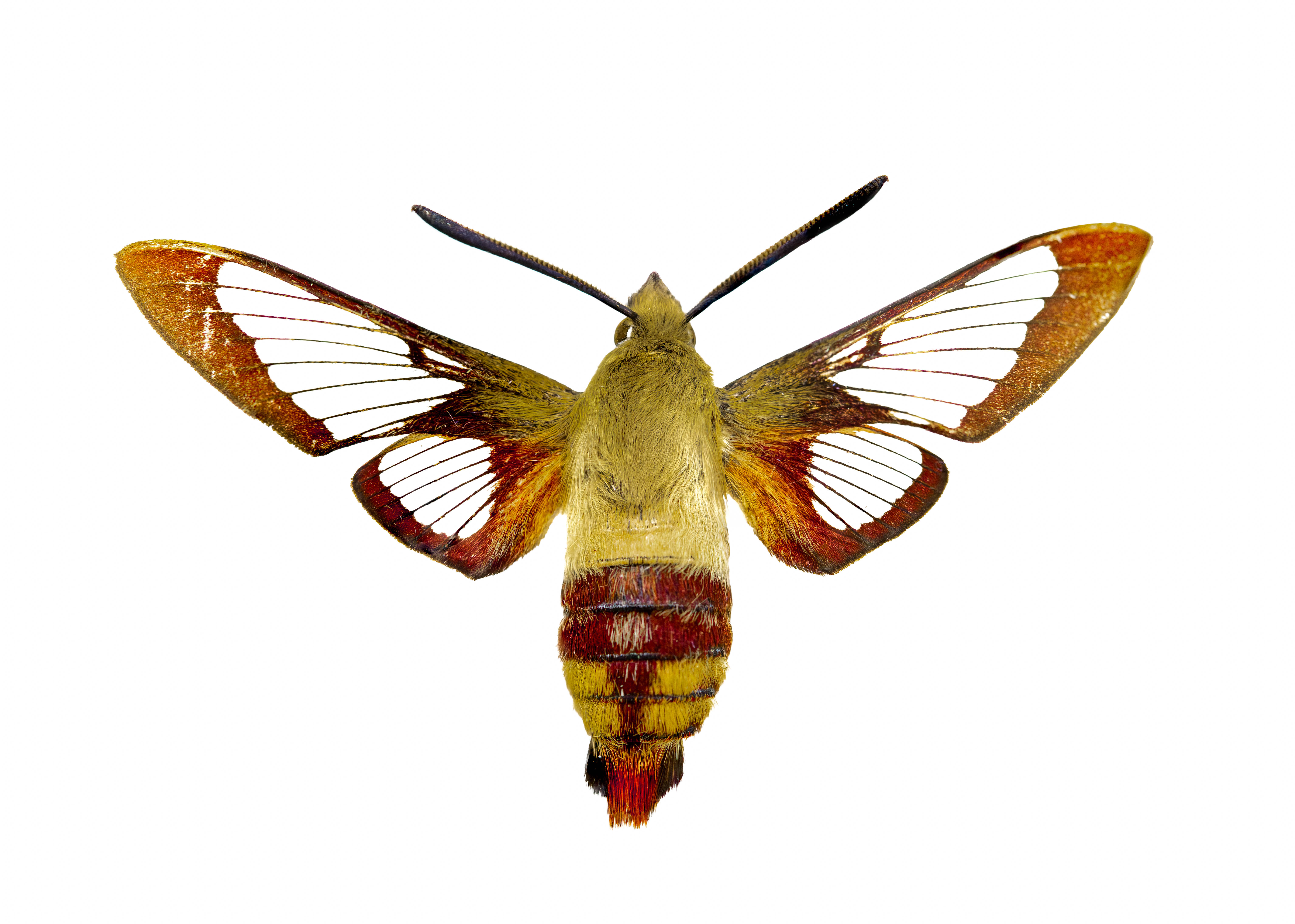 Hemaris thysbe
